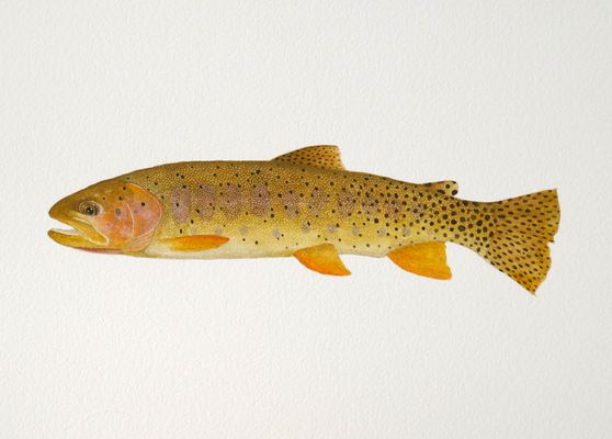 Bonneville Cutthroat Watercolor