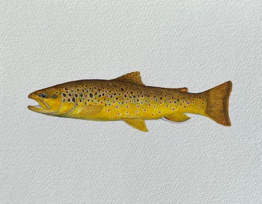 Brown Trout Painting