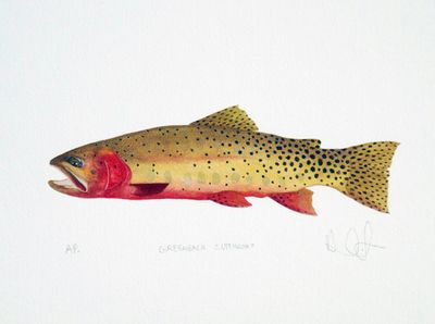 Greenback Cutthroat Limited Edition Print