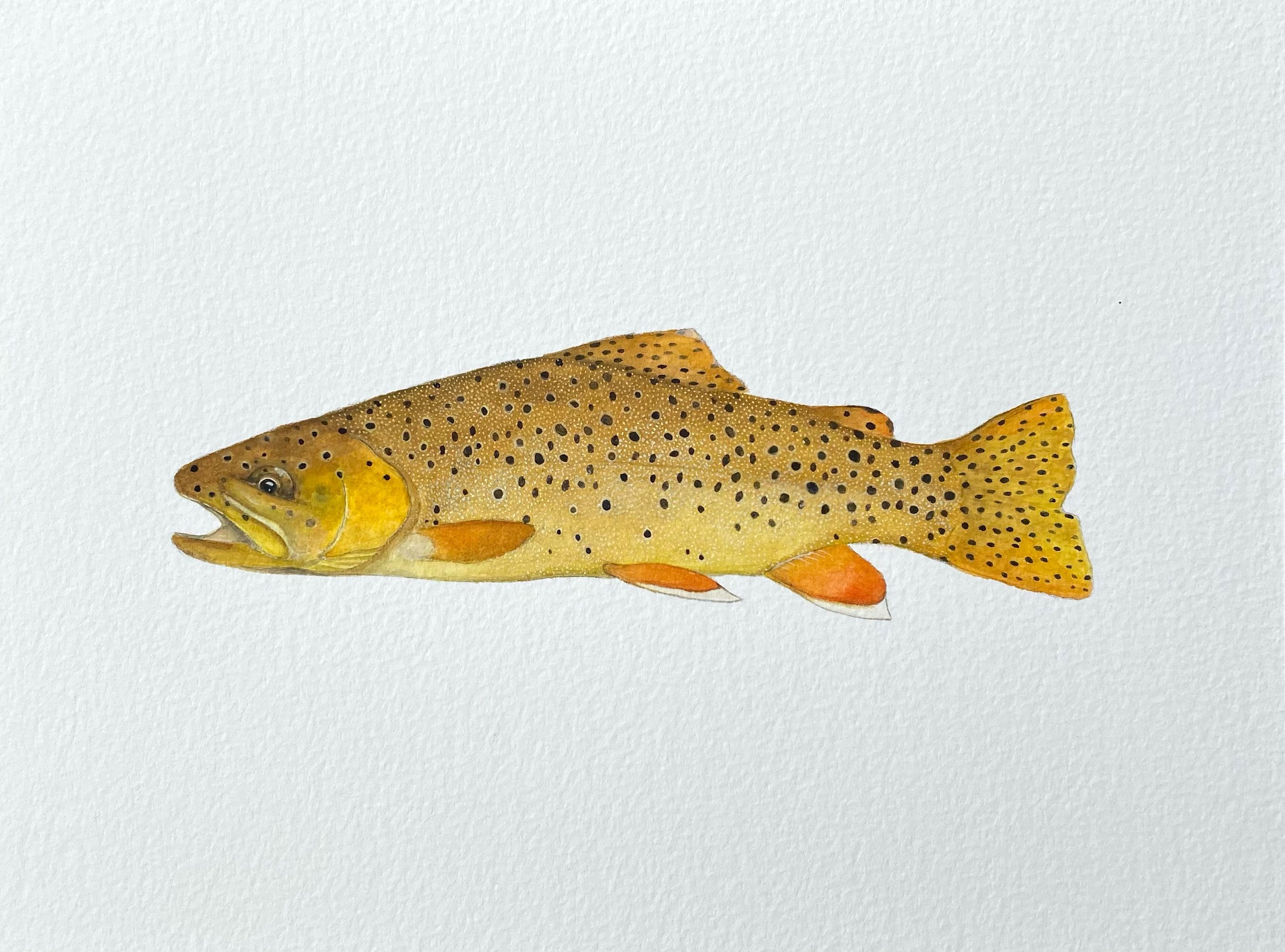 Darren Christiansen Art - Original Trout Paintings