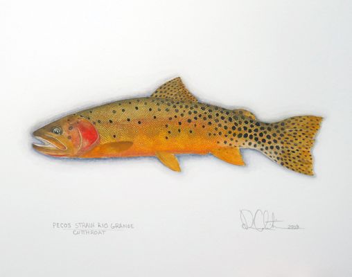 Price $495.00 Unframed Size 8.5"X11" Pecos Strain Rio Grande Cutthroat Watercolor 2023