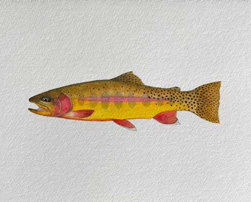Golden Trout Painting