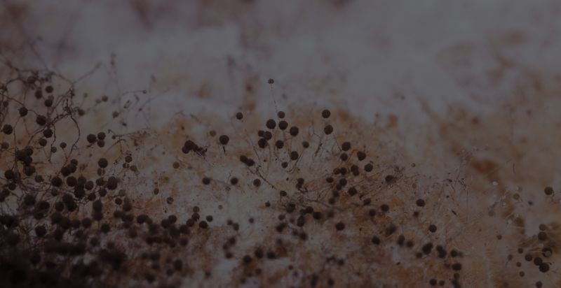 Mold growth