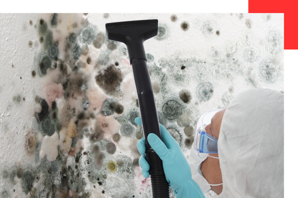 removing mold from walls