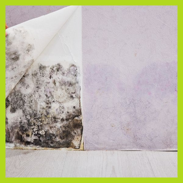 Mold growth behind wallpaper