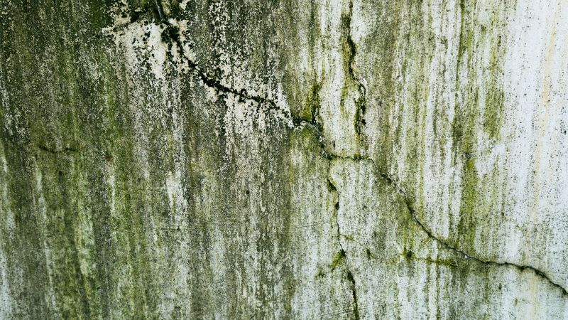 green mold on concrete wall green mold on concrete wall
