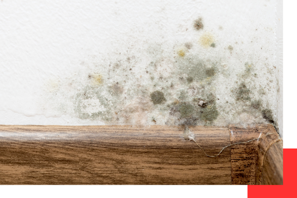 Mold on walls of house