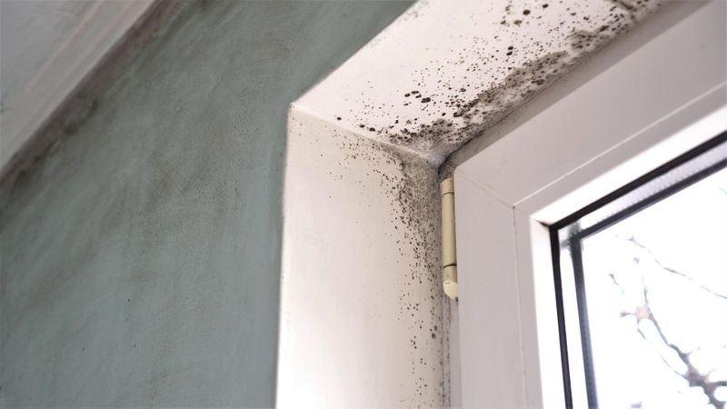 Essential Tools and Equipment Used in Mold Remediation.jpg