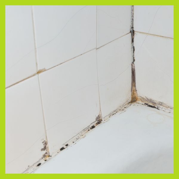 Mildew growing between tiles