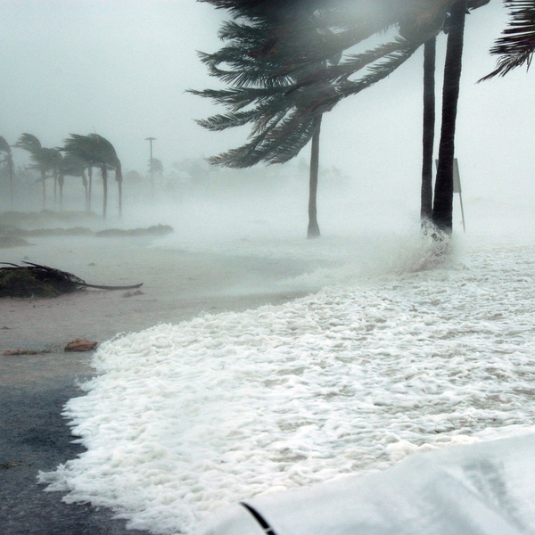 Palm trees in a storm