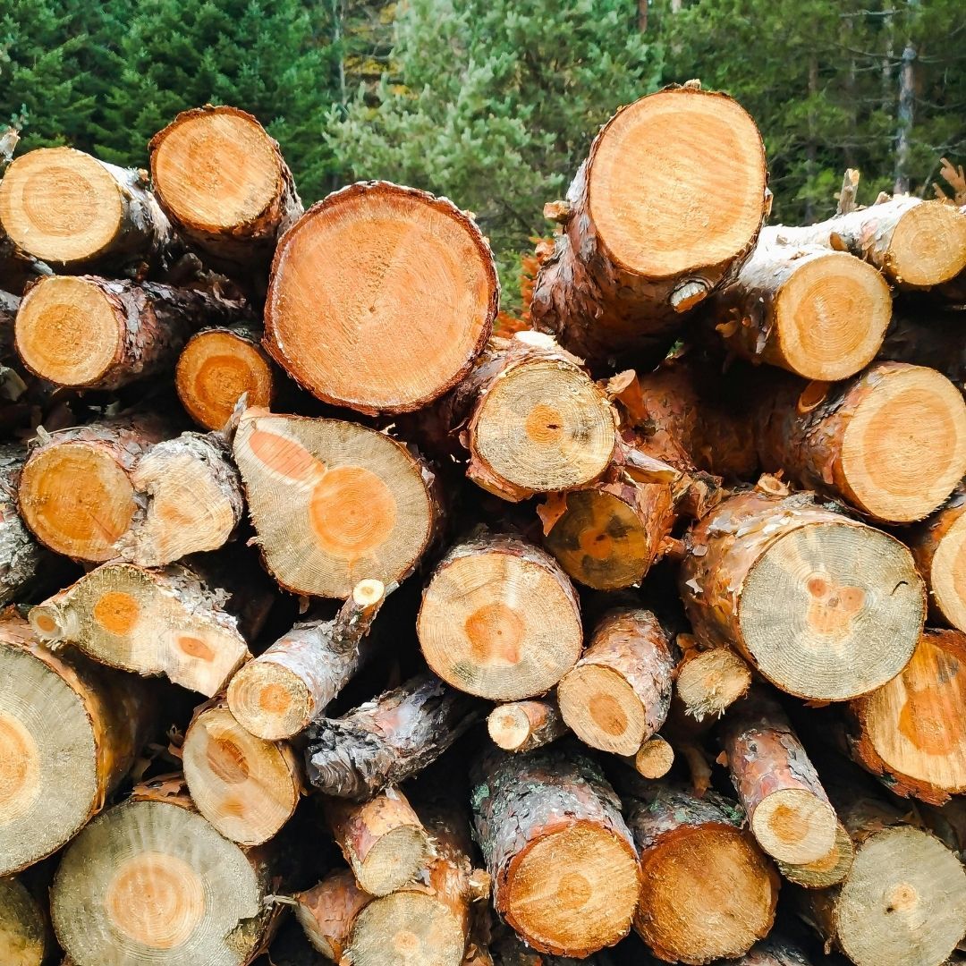 pile of cut down trees