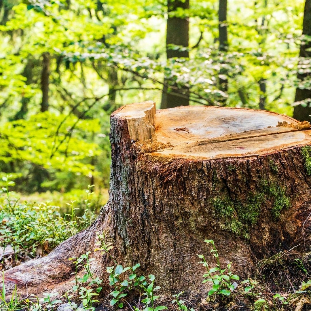 large tree stump