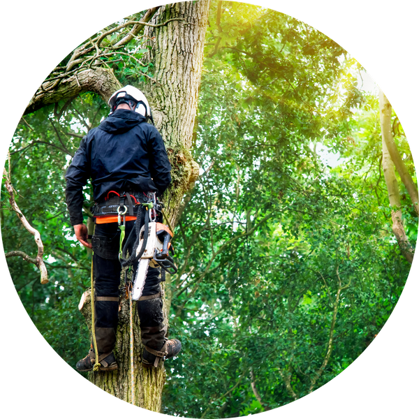 professional arborist services