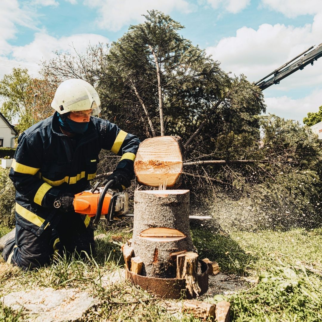 tree removal services