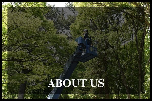 Button 4 - About.jpg