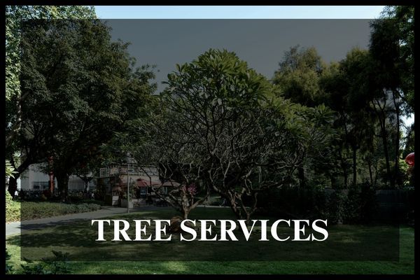 Button 1 - Tree Services.jpg