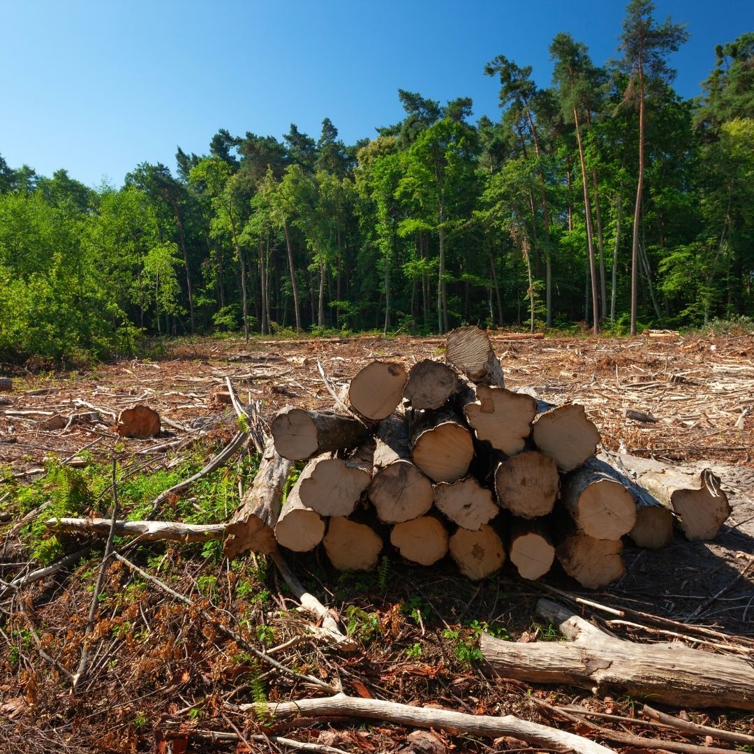 cut down trees in mostly empty field