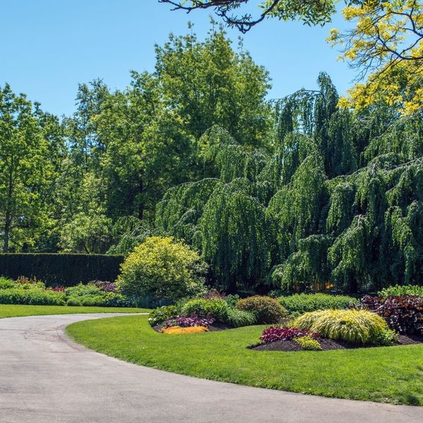 beautiful yard with big trees and shrubs