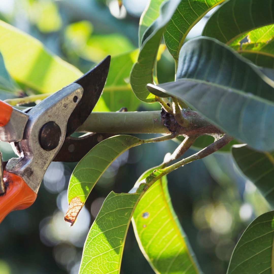 tree pruning services