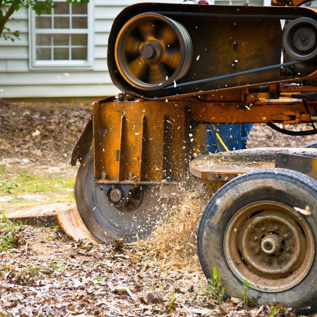 stump grinding in progress