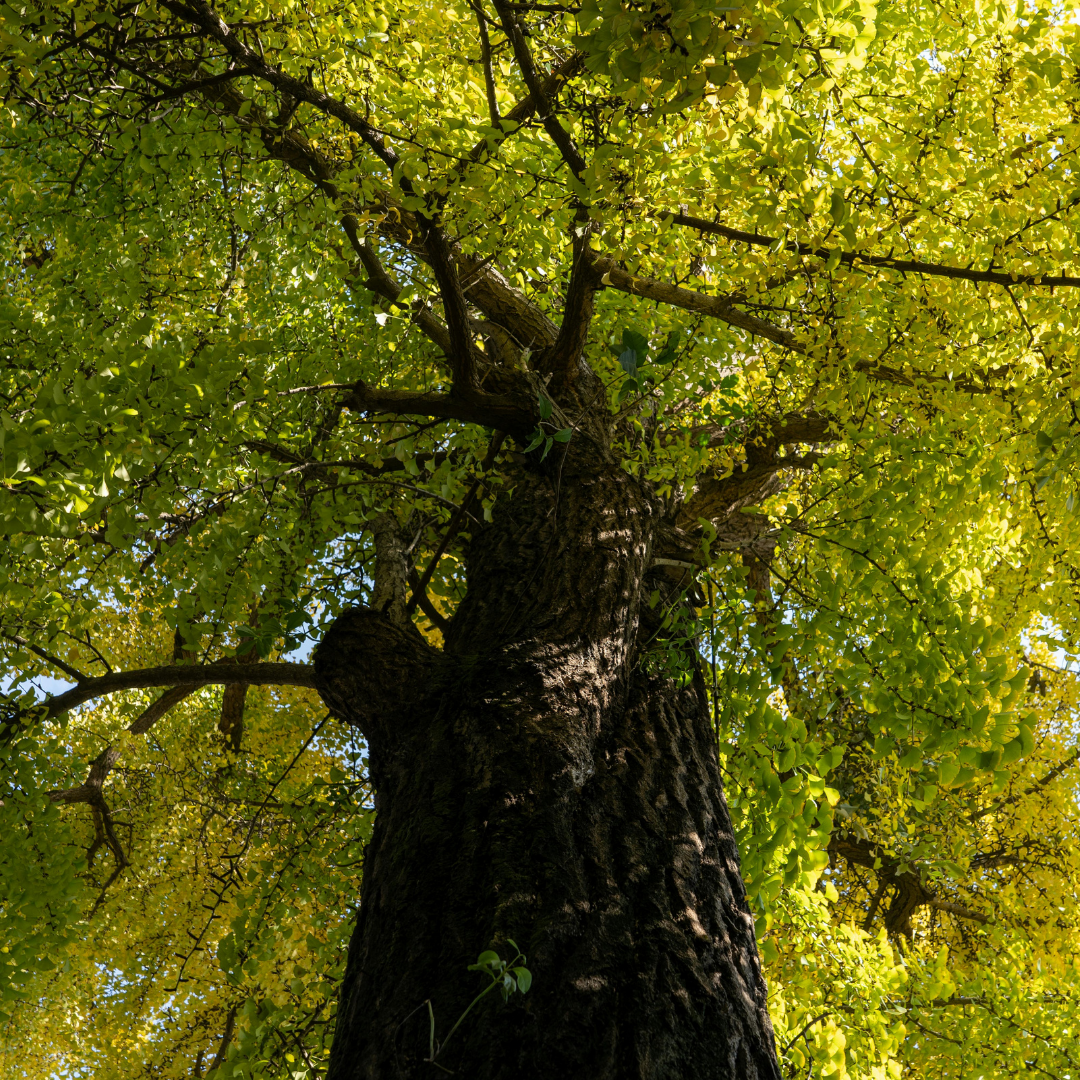 large beautiful tree