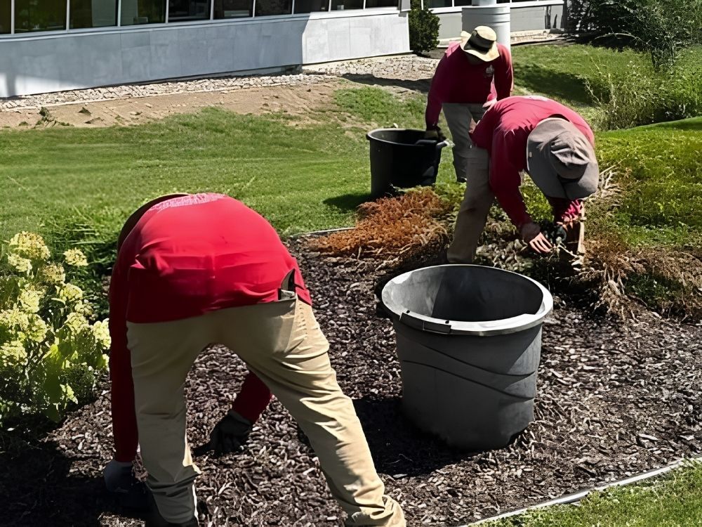Madison team yard weeding