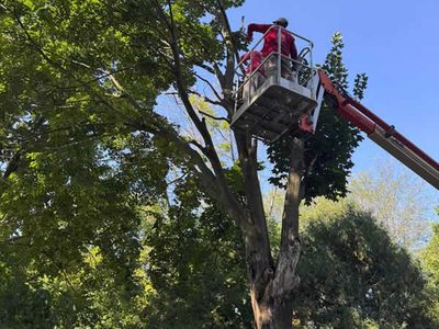 madison-landscaper-tree-trimming.jpg