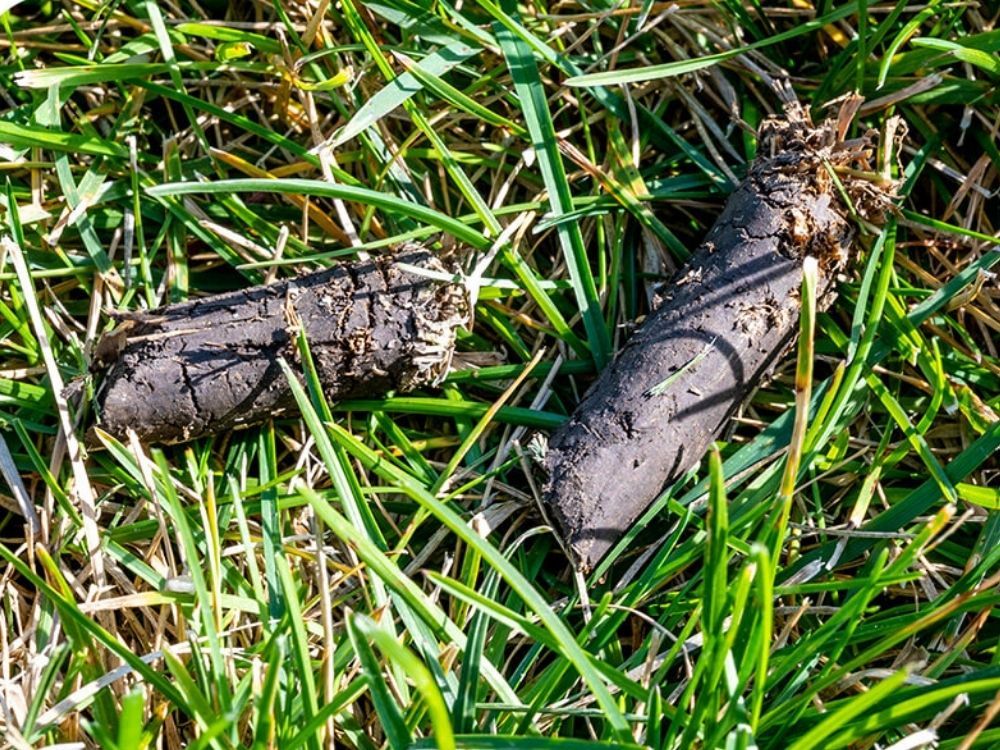 Aeration plugs in grass