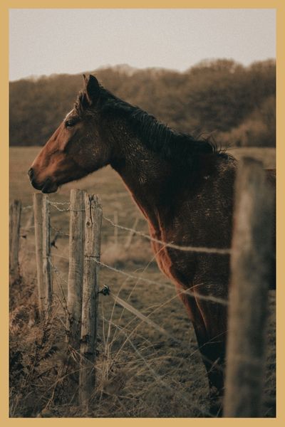 horse standing by old livestock fence