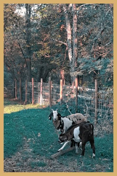 goats in an fenced off animal pen on farm
