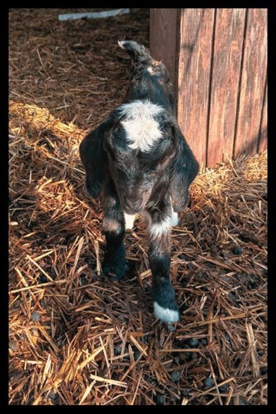 kid goat by wooden pen 