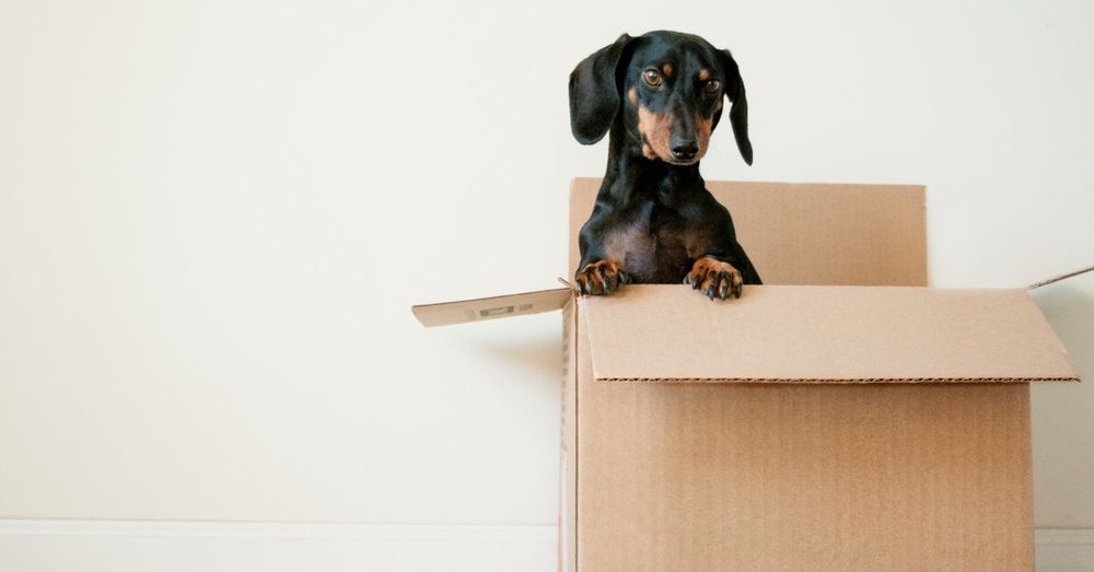 Cute dog popping out of a moving box
