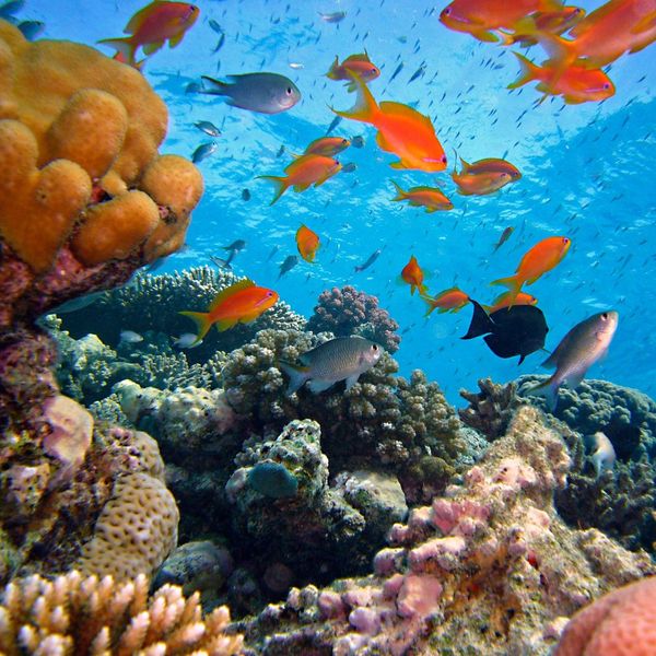 Coral reef surrounded by many fish.
