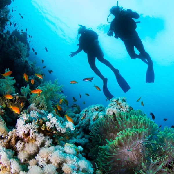Two divers surrounded by coral reefs.