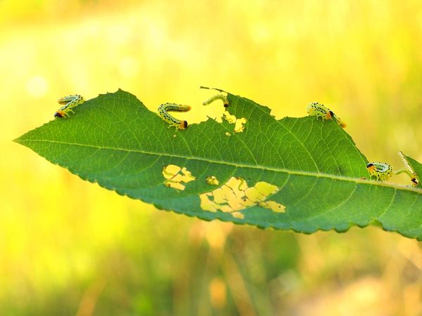 Insects eating a leaf in a garden