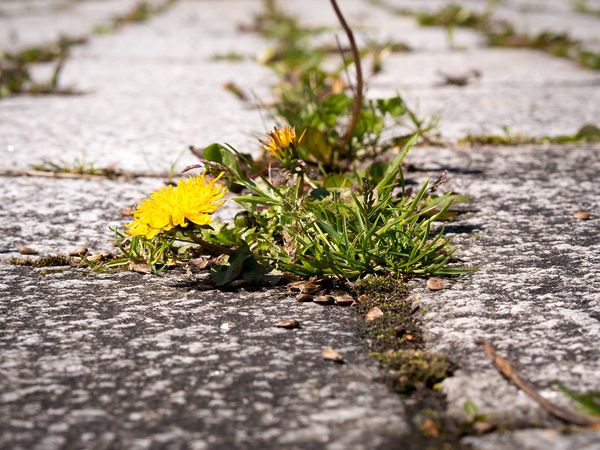 Dandelions sticking out of a crack in the sidewalk