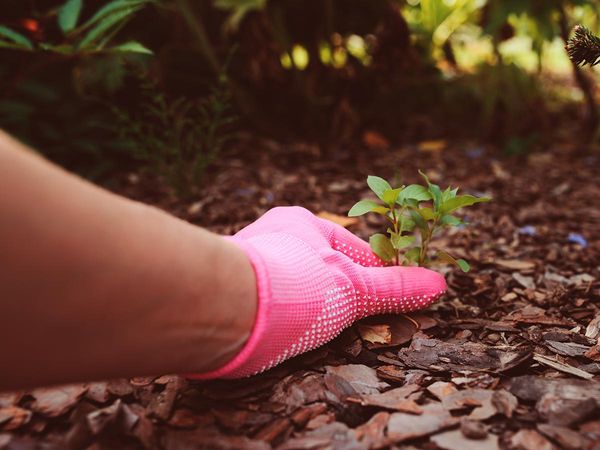 Person wearing pink gloves picking small weeds