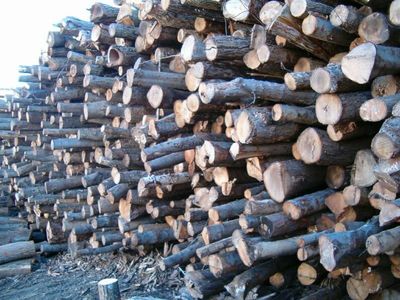 imgi_7_Log_Pile_3.jpg