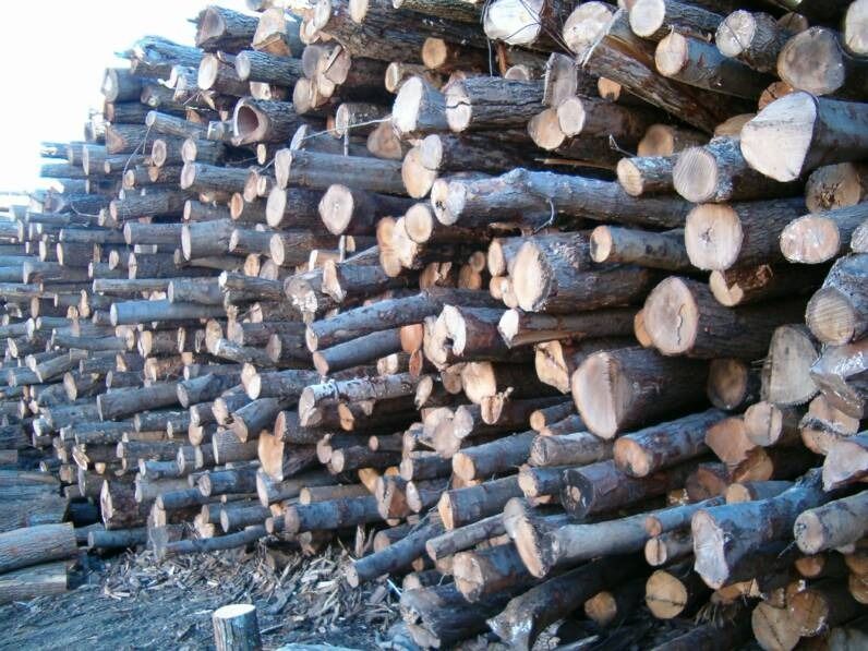 imgi_7_Log_Pile_3.jpg