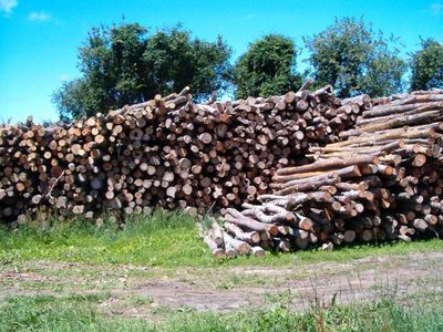 imgi_11_Louie_s_Woodpile_003.jpg