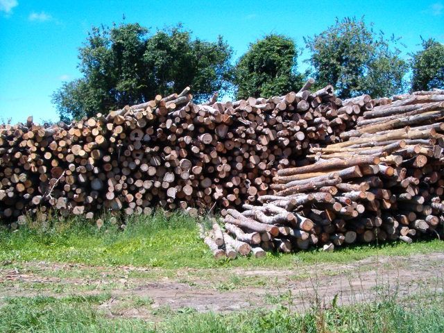 imgi_11_Louie_s_Woodpile_003.jpg