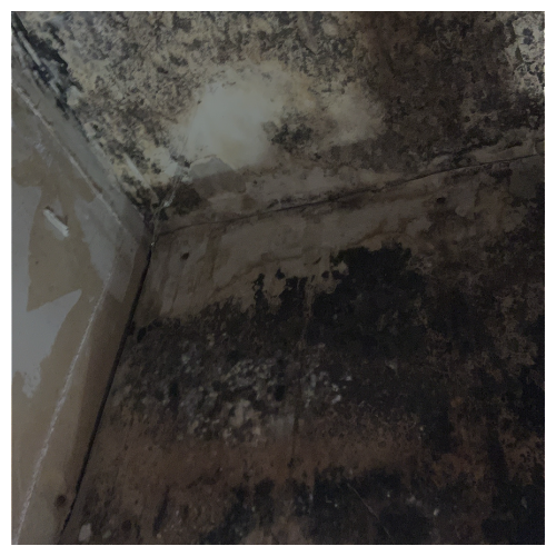 MOLD REMOVAL 