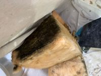 Photo May 25 2025, 8 30 22 PM.jpg