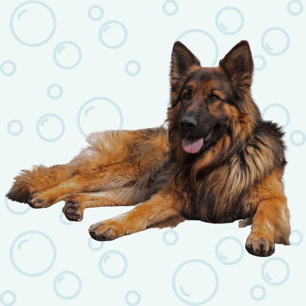 Grooming Services (2).jpg