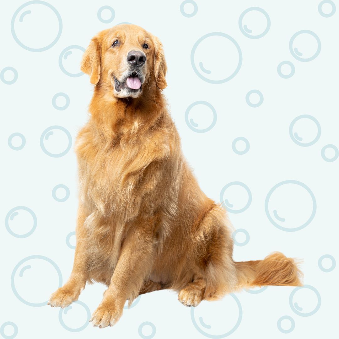 a golden retriever sitting Home.jpg