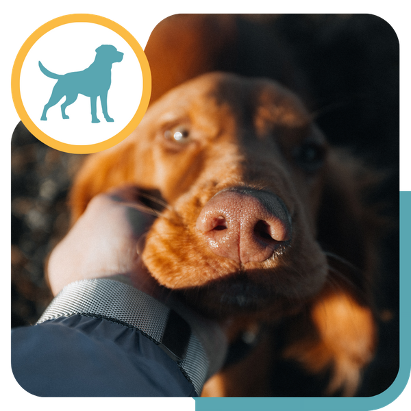 petting a chocolate lab