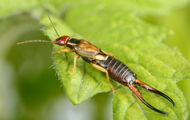 A close up picture of an earwig on a green leaf. Earwig on a leaf