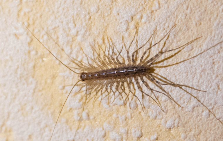 A close up picture of a centipede crawling. Crawling centipede