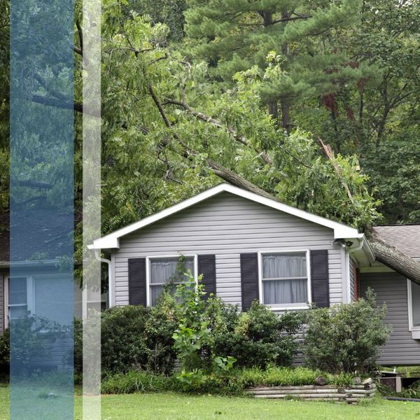 tree on house roof