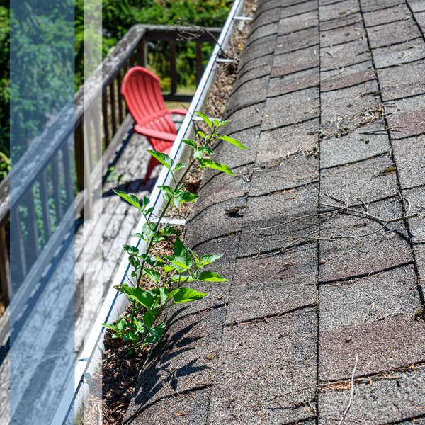 debris on the roof and gutters 